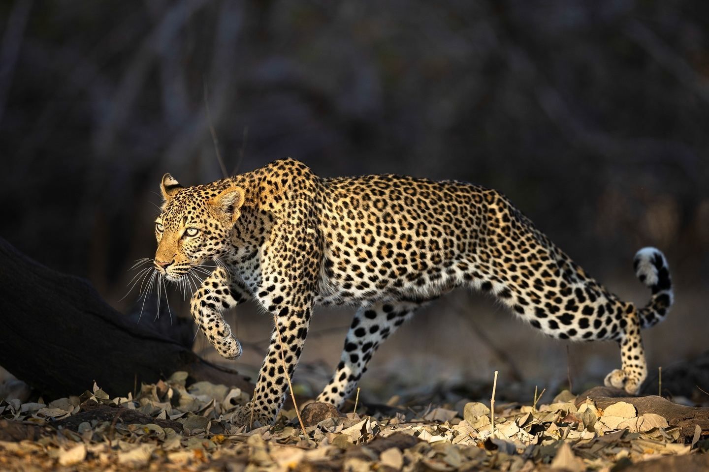 Spotted leopard stalking through dry leaves at dusk, body low and alert in a dark woodland.
