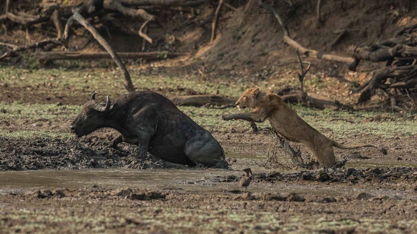 A black bear and a brown dog stand in a muddy forest clearing.