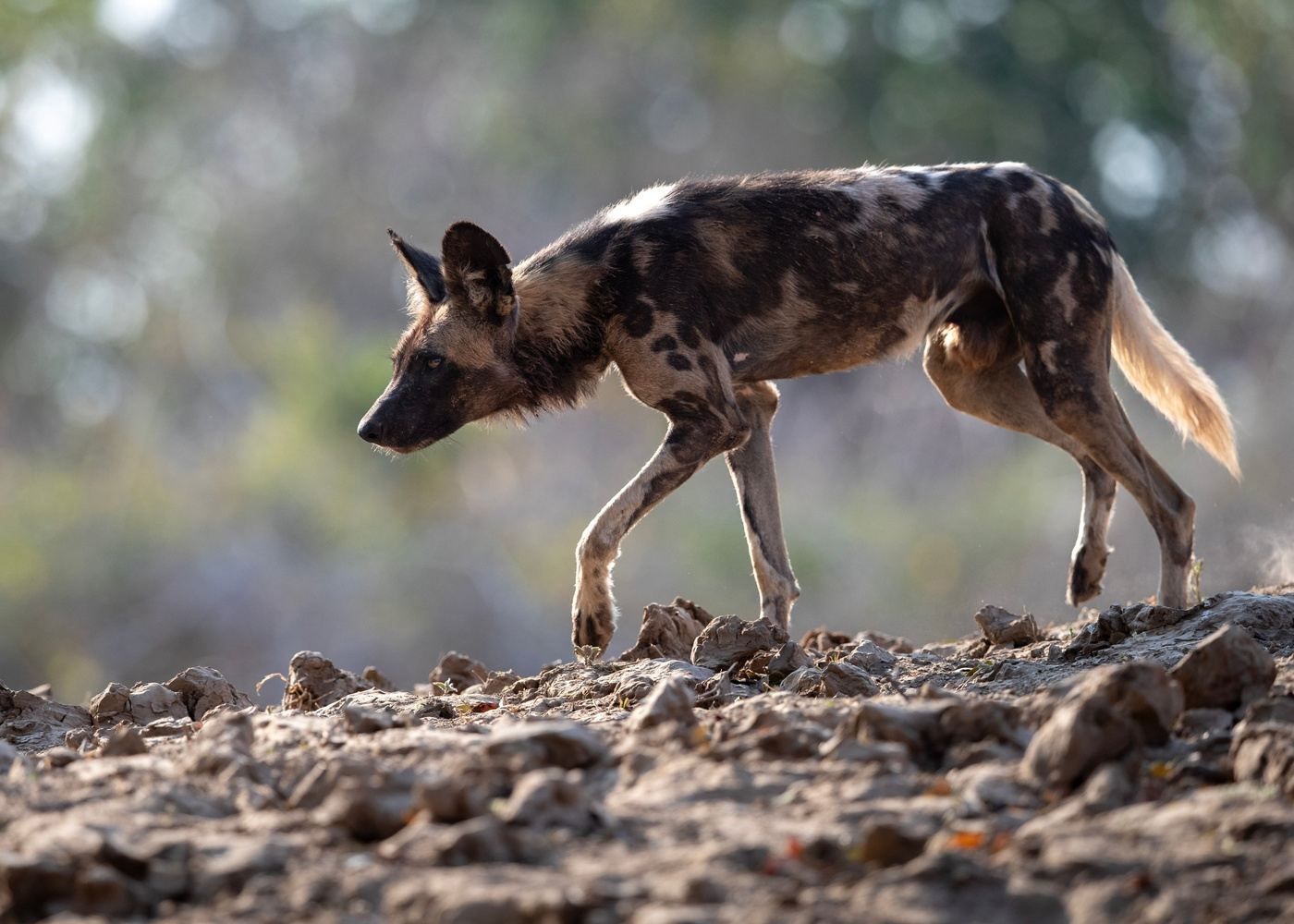 Spotted wild dog walking on rocky ground in a blurred natural landscape