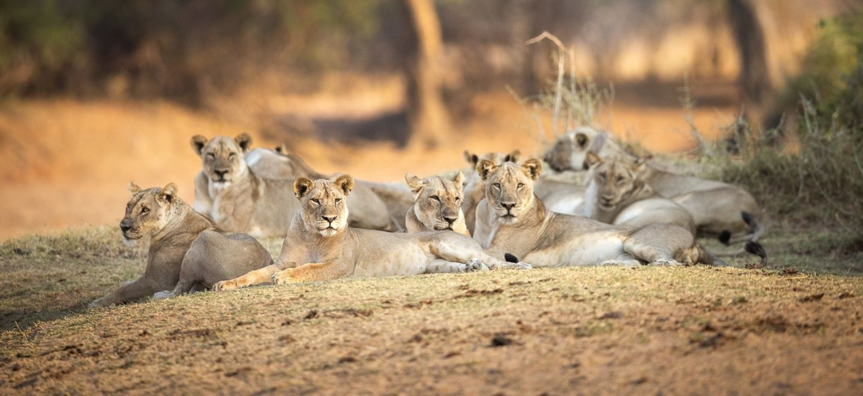 A pride of lions resting together on dry ground in a sunlit savanna.