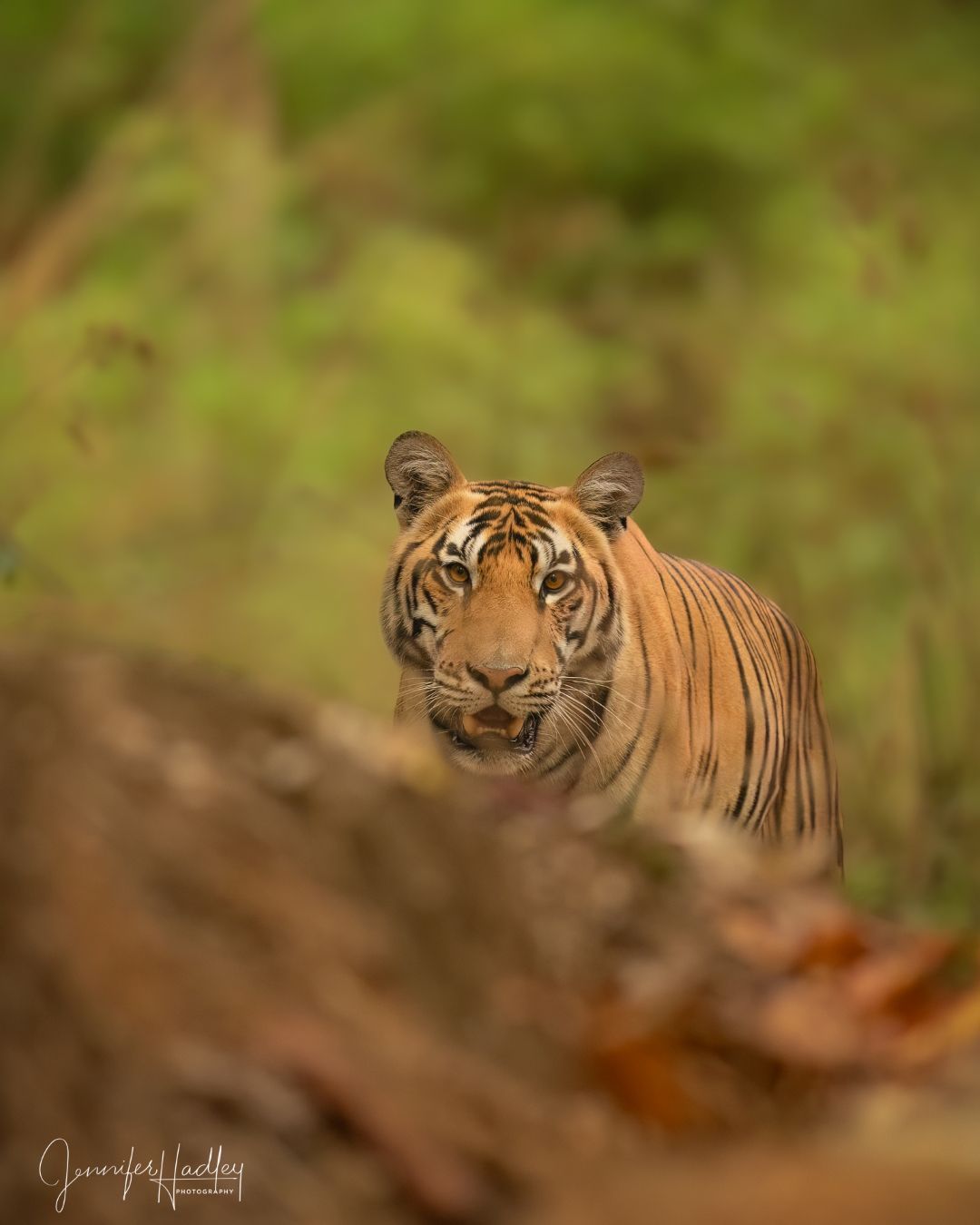 Tiger peering through blurred foliage in a green forest clearing