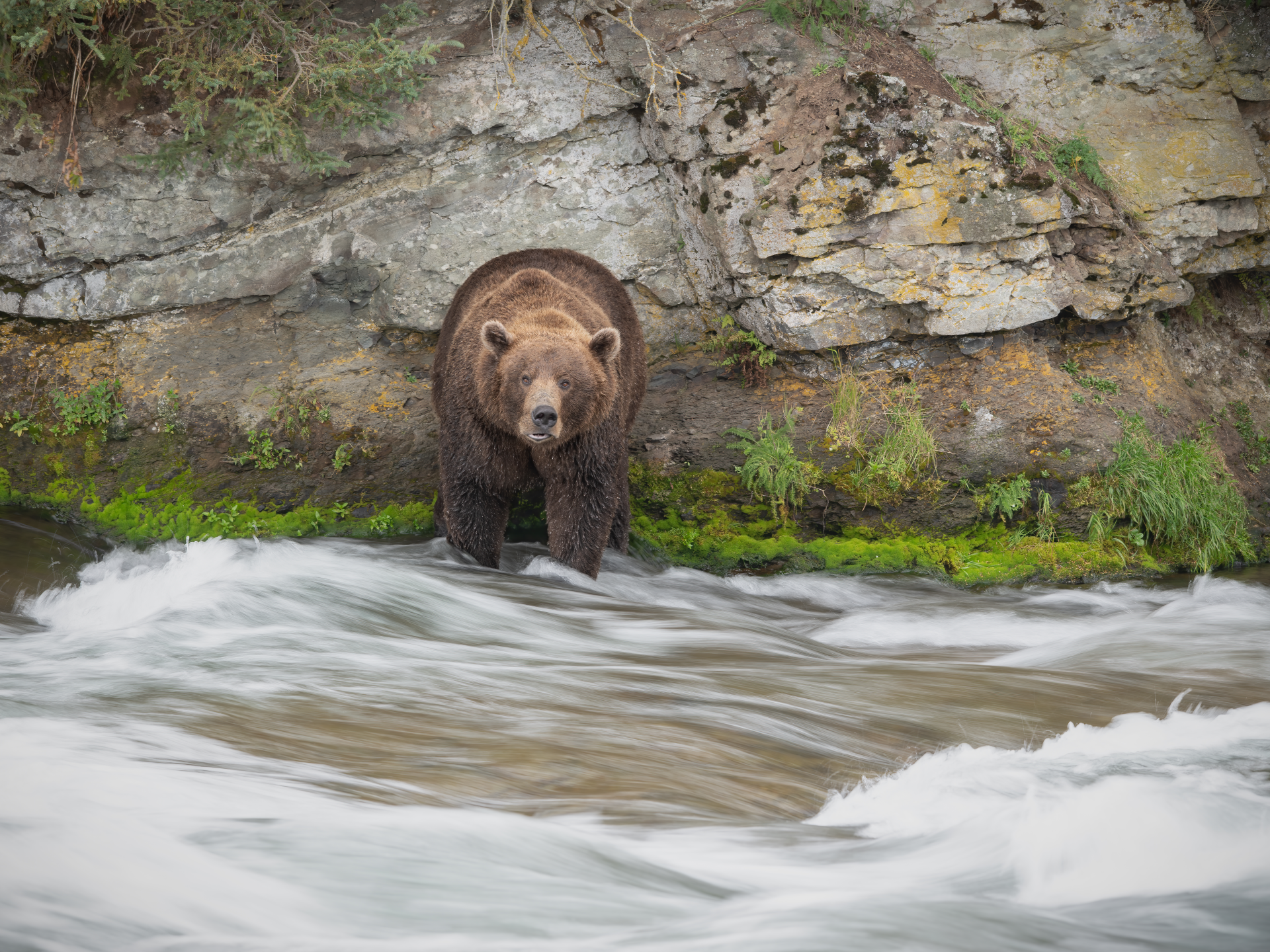 Brown bear standing by a rocky riverbank in rushing water