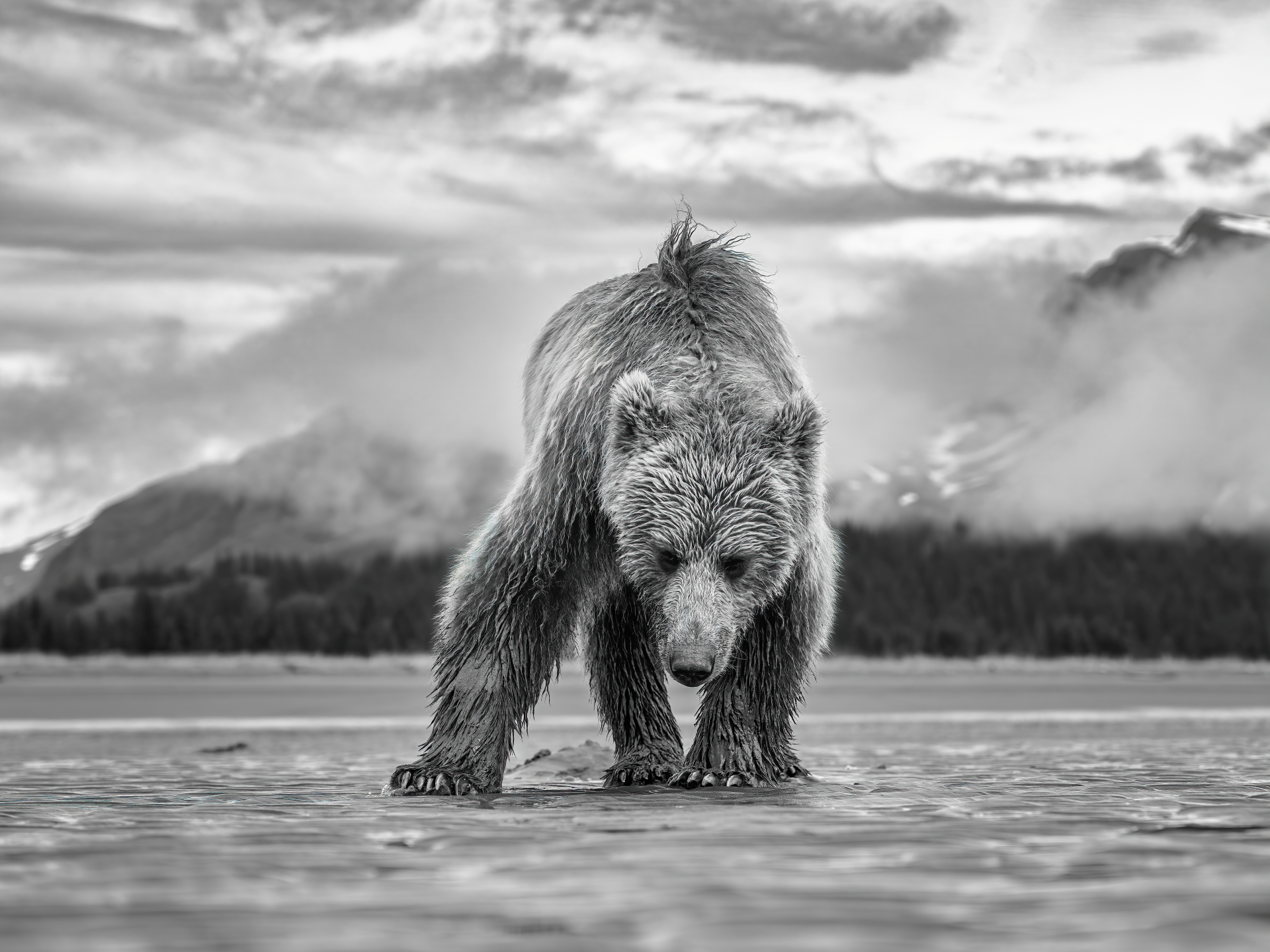 Grizzly bear walking through shallow water with mountains and cloudy sky in the background