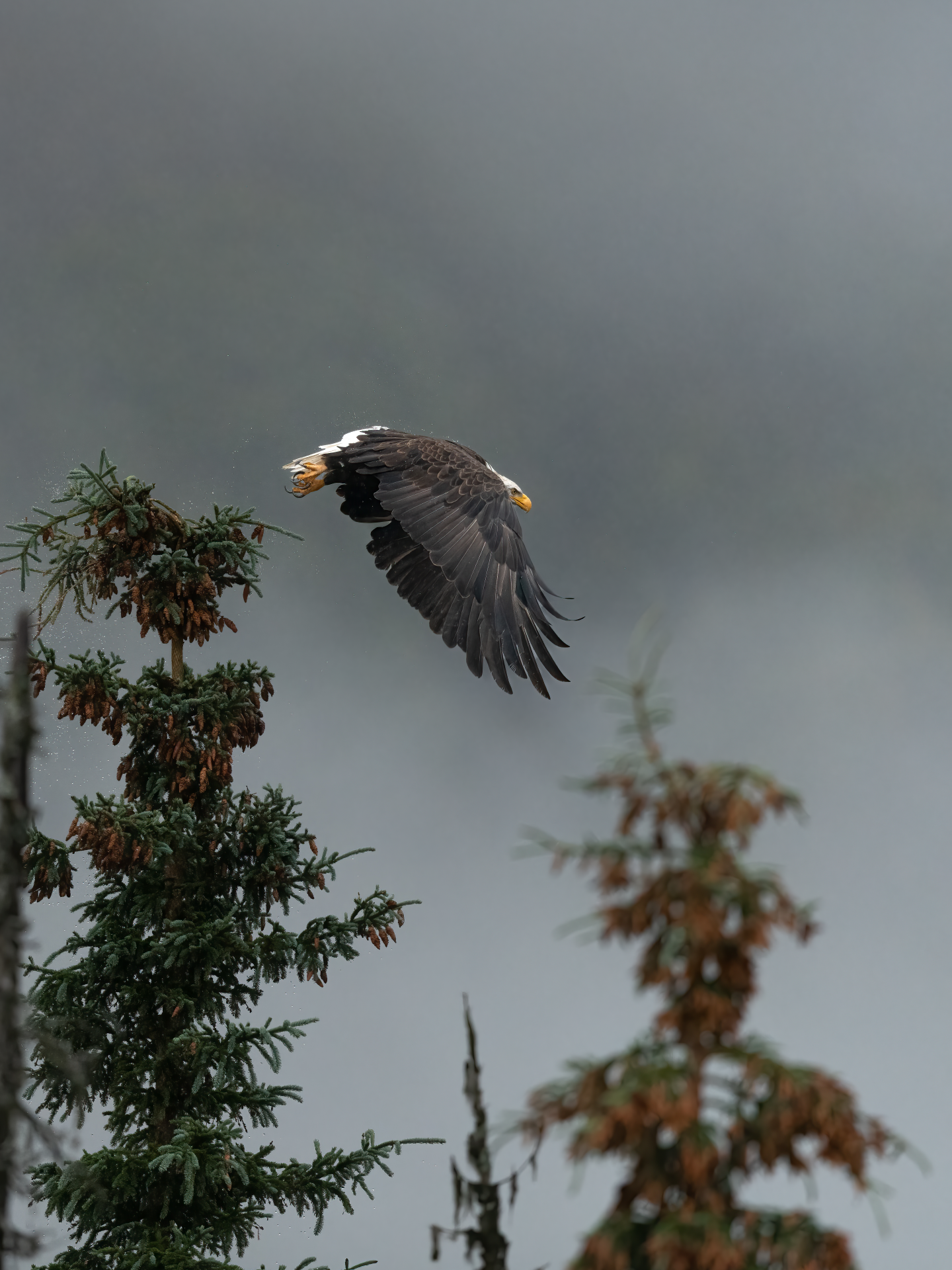 Eagle soaring above evergreen trees against a gray sky