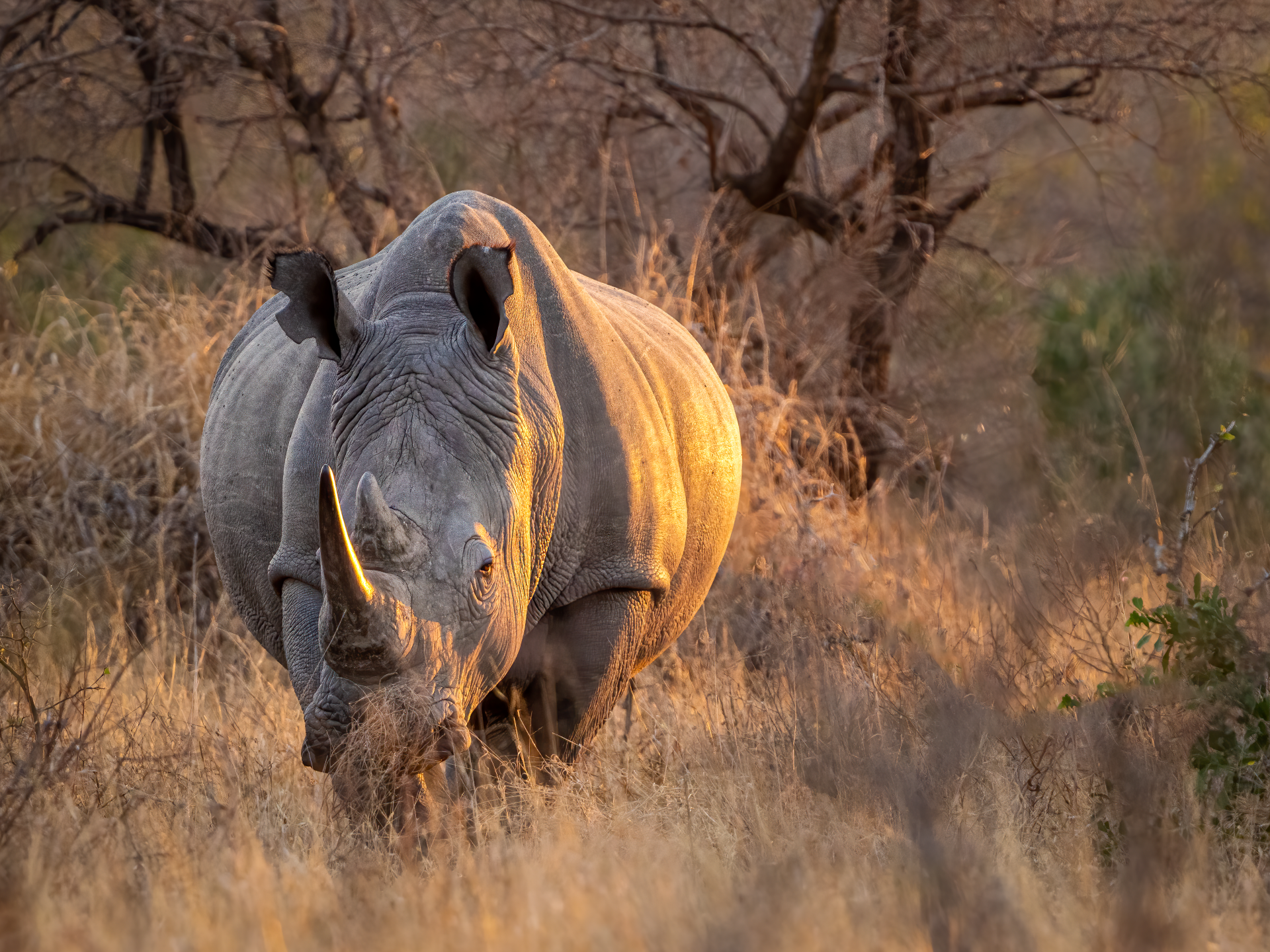Rhino standing in dry grassland at dusk, lit by warm sunlight.