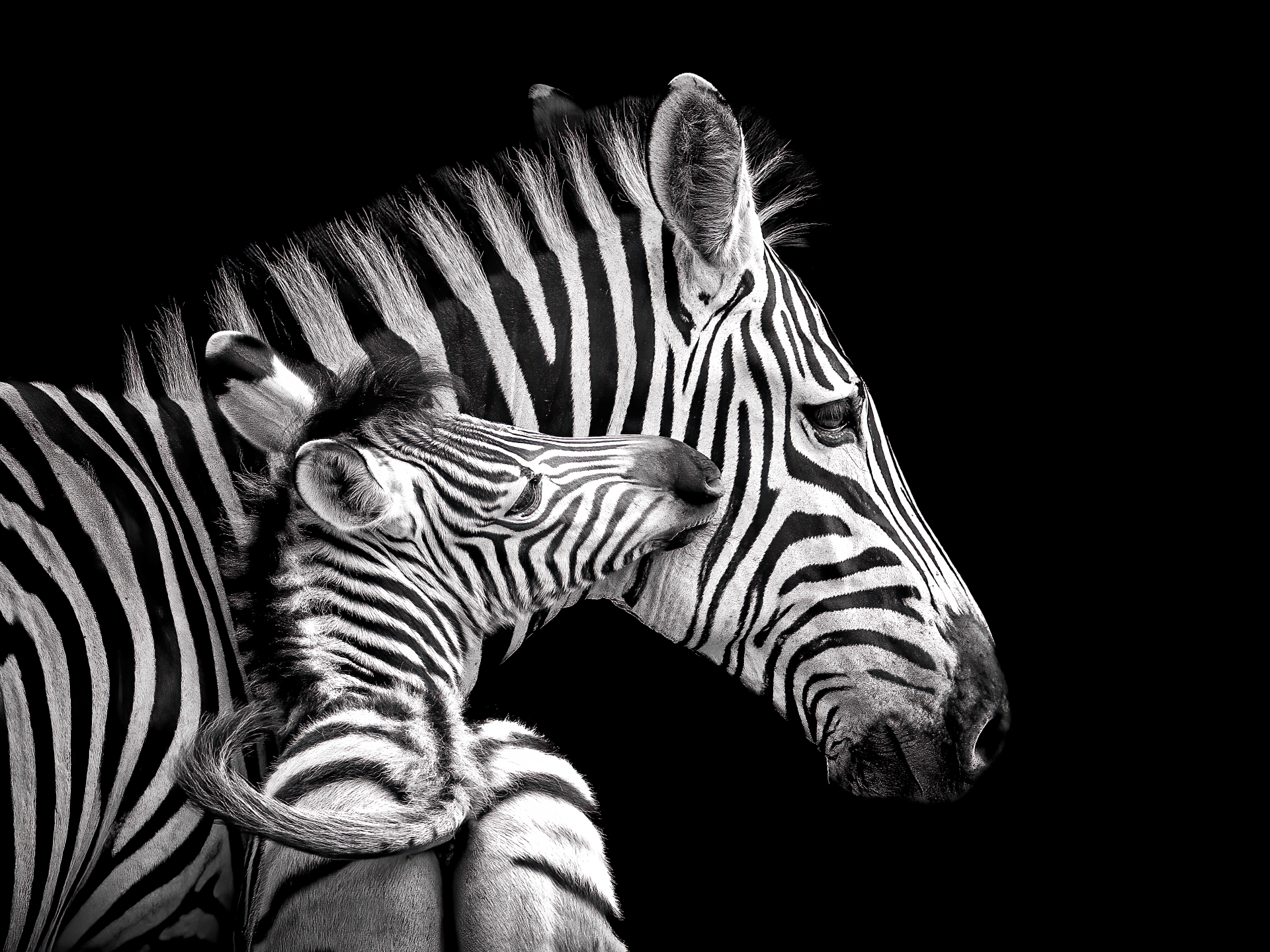 Adult zebra nuzzling a foal, both in black-and-white stripes against a dark background