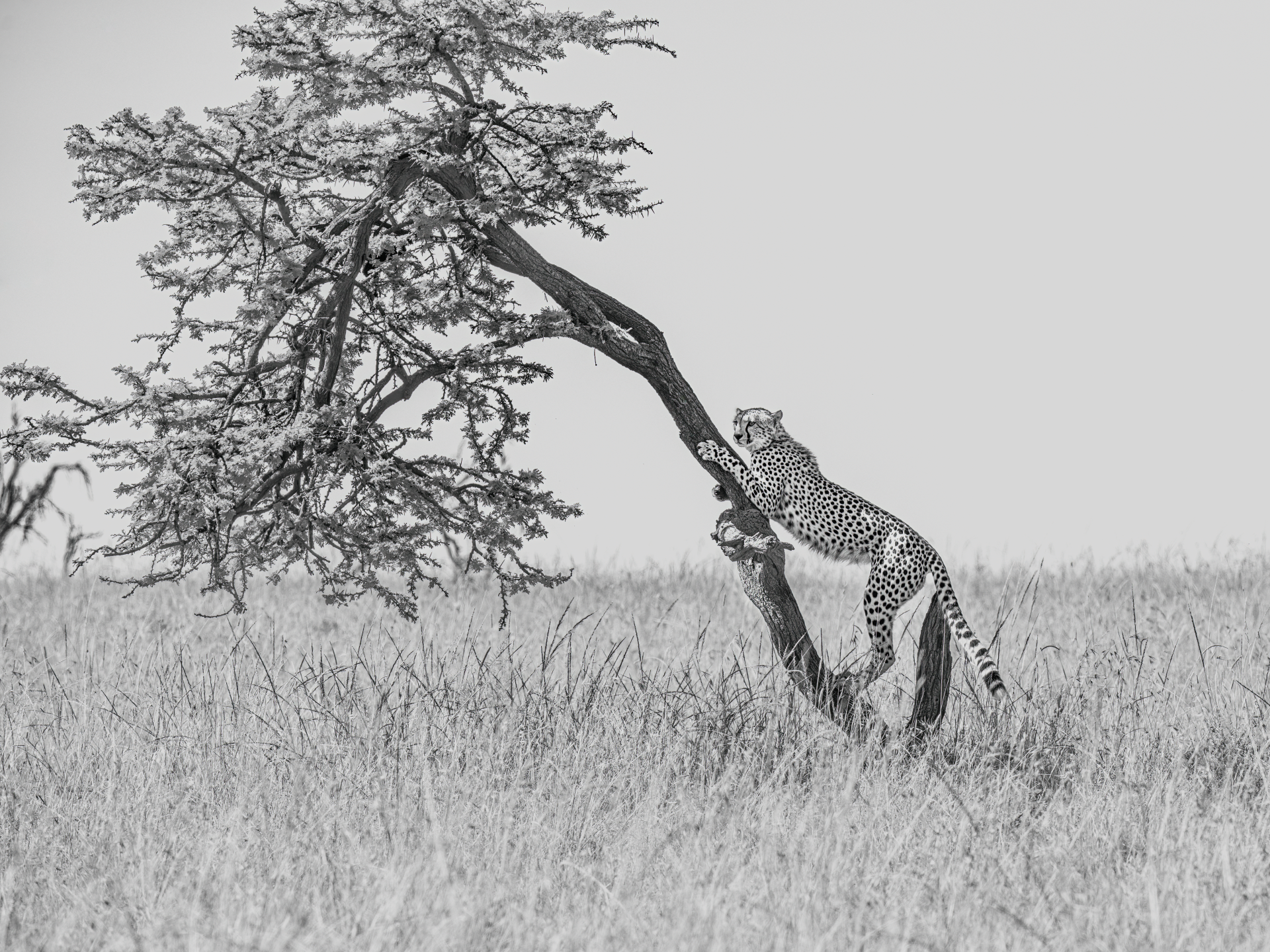 Giraffe reaching up to eat leaves from a tree in a grassy savanna.