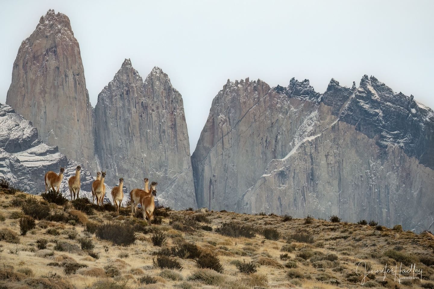 Wild goats standing on a rocky hillside with towering gray cliffs in the background
