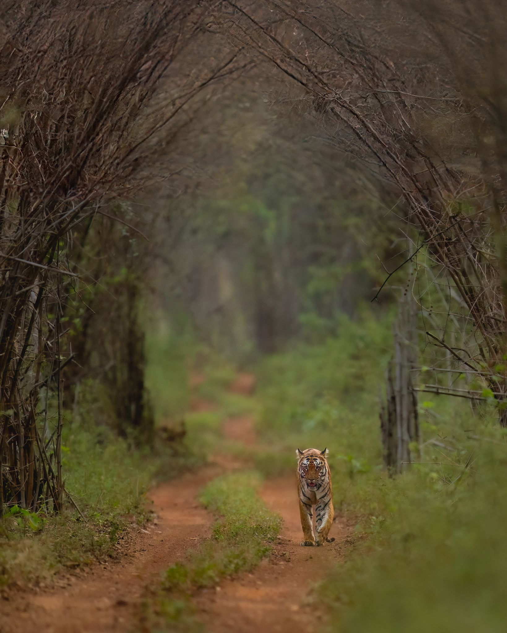 A tiger walking along a narrow dirt path through a misty forest tunnel.