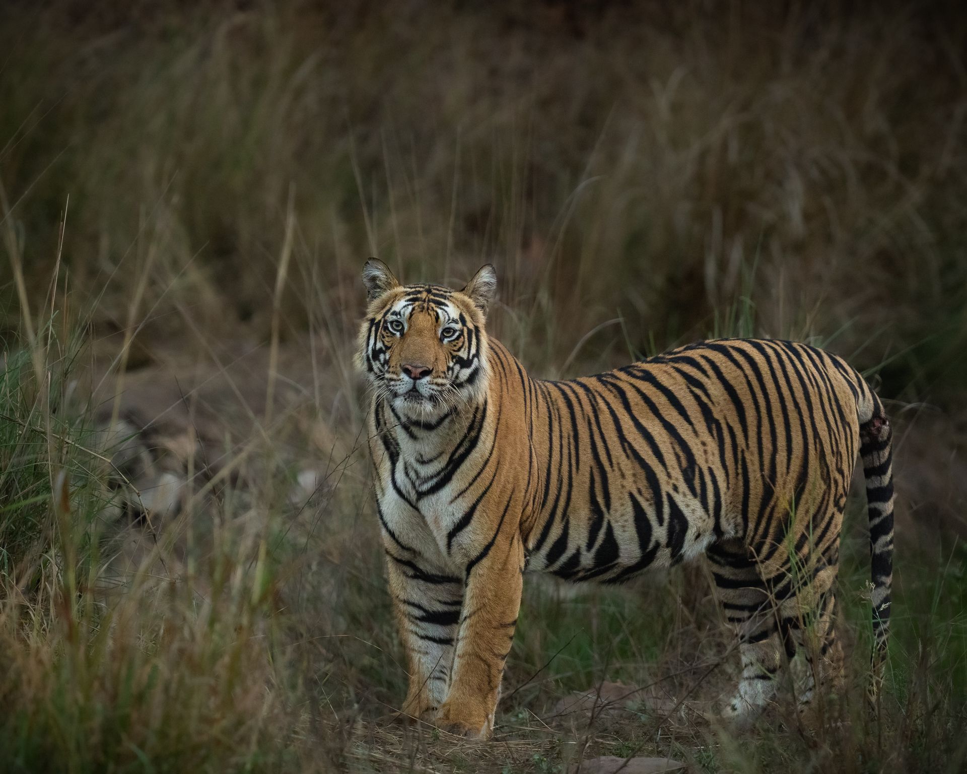 Tiger standing in tall grass at dusk, facing the camera.