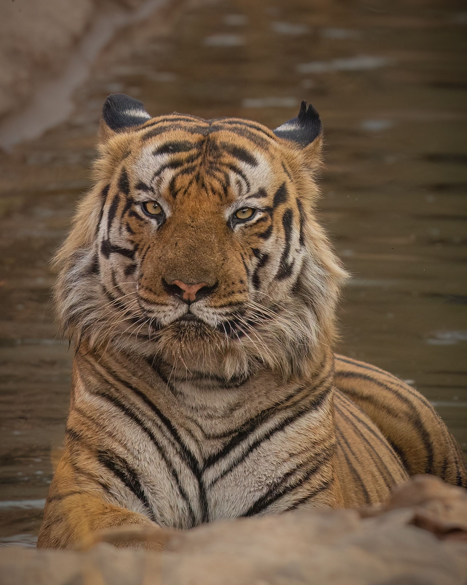 Tiger standing in shallow water, facing forward with wet orange and black stripes