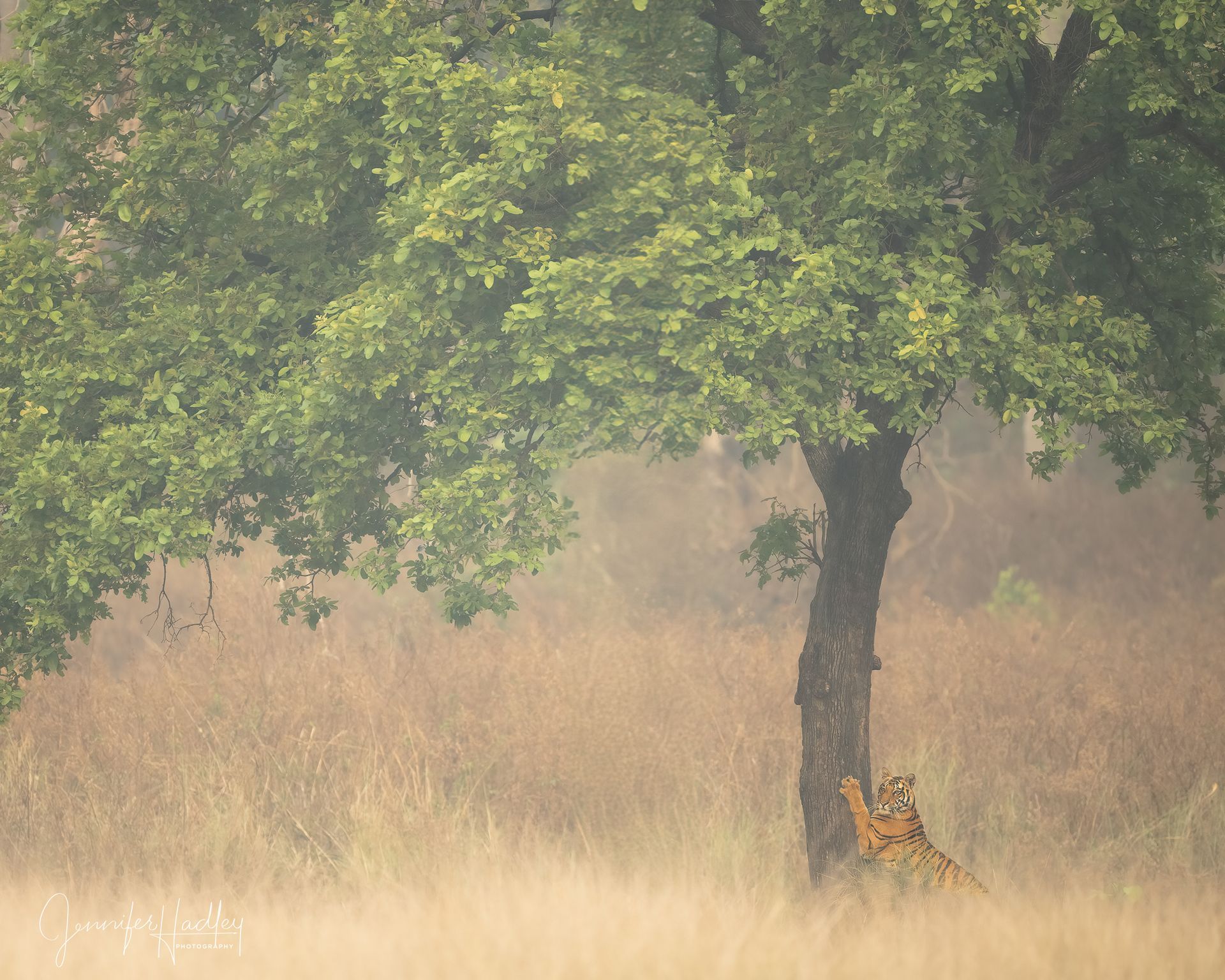 Bengal tiger marking a tree during Jennifer Hadley’s Tiger Trails wildlife photography safari in Ind