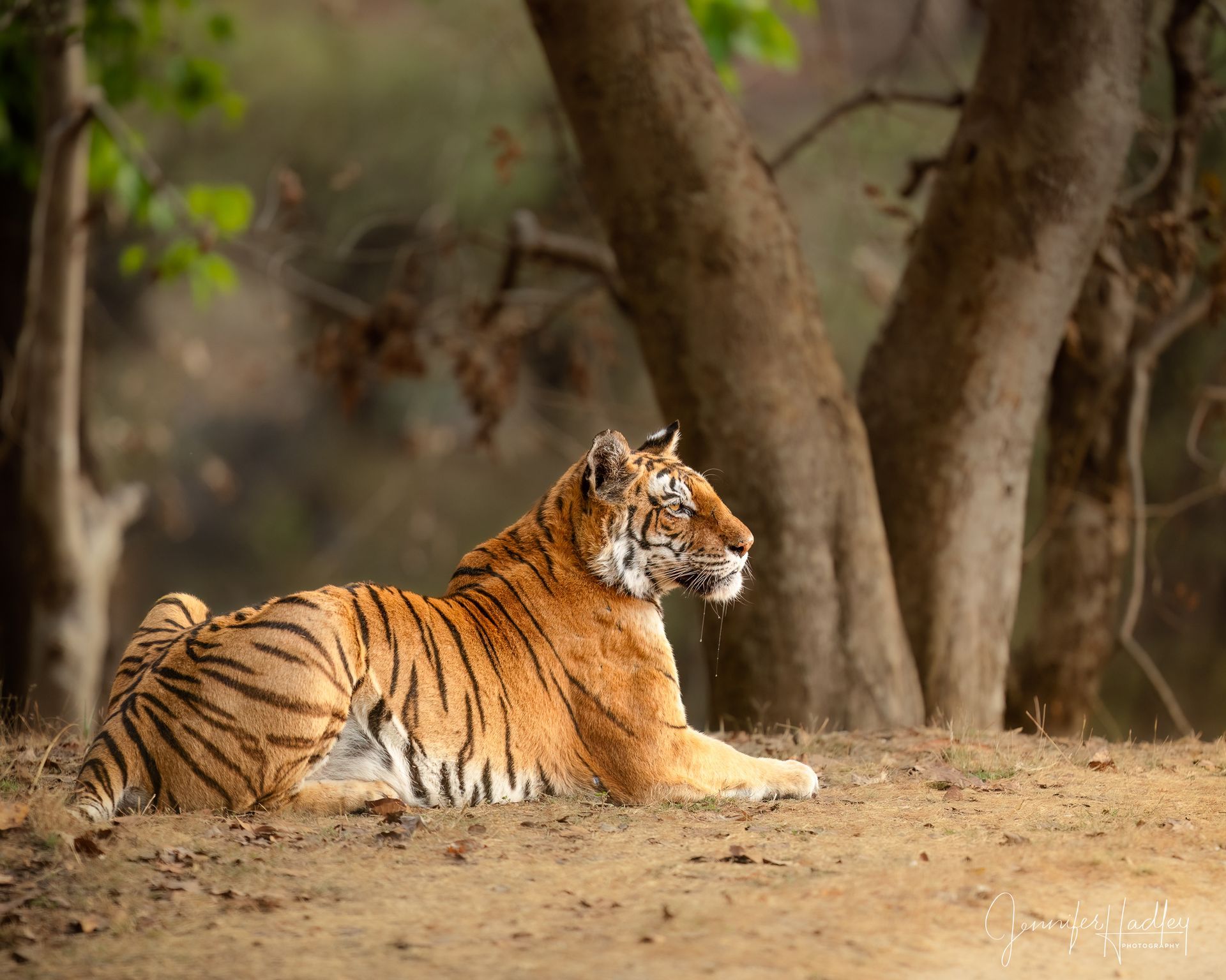 Tiger resting on dry ground in a forest, with trees in the background.