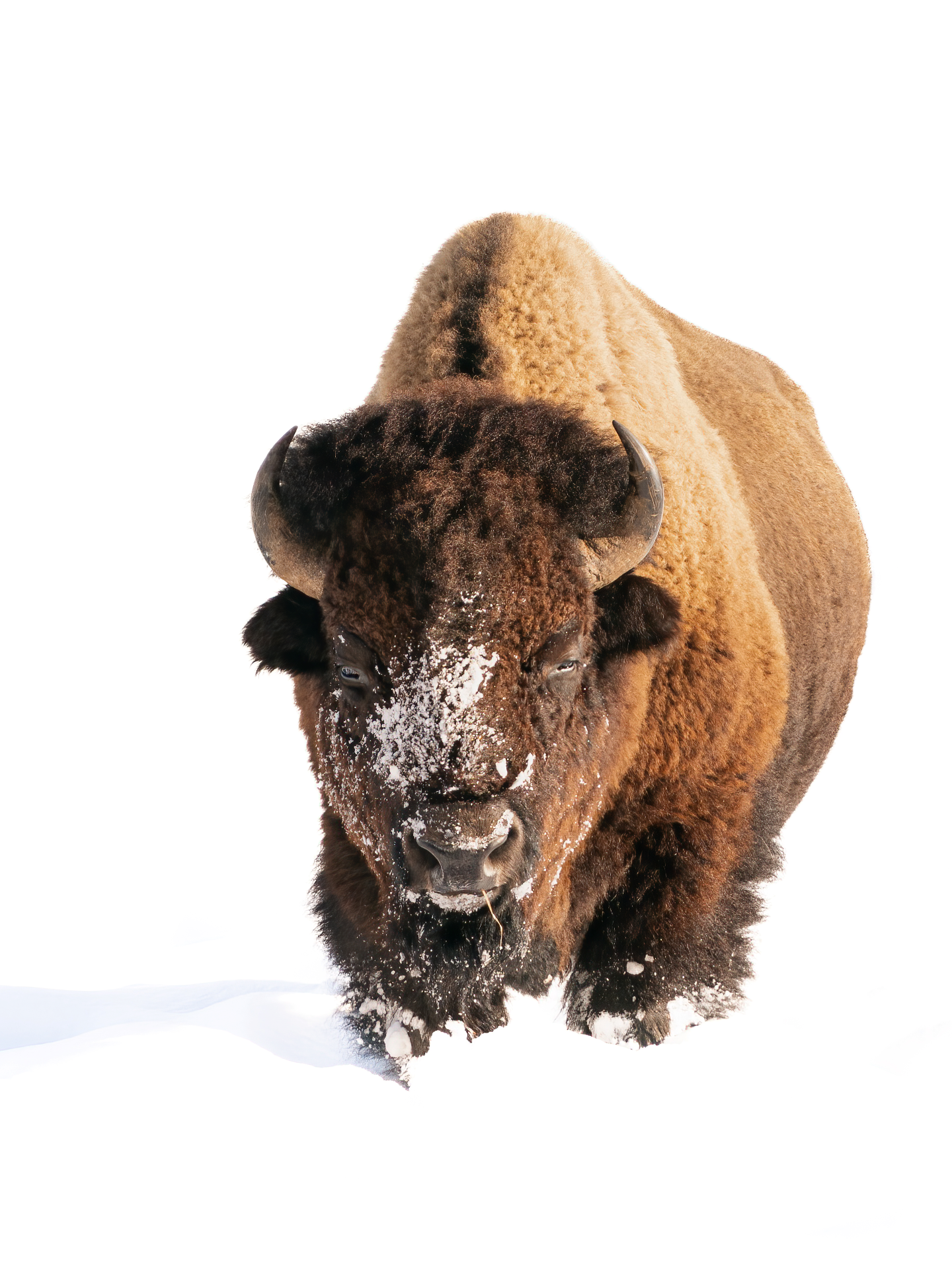 Bison standing in snow, facing forward with snow on its muzzle