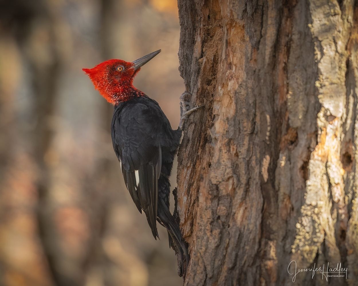 Red-headed woodpecker clings to a tree trunk, black body visible against a blurred forest background