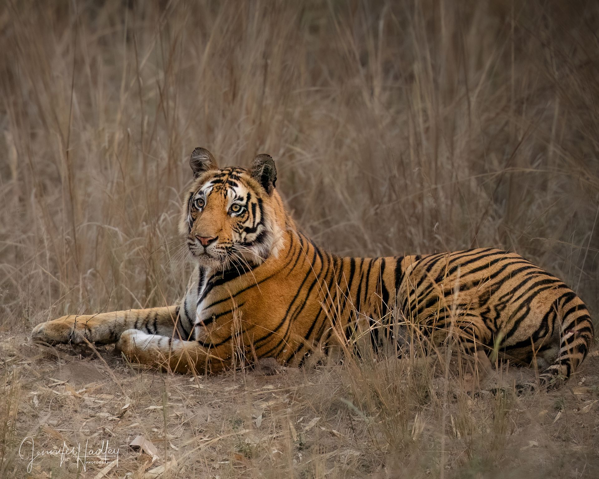 Tiger lying in dry grass, looking alert toward the camera.