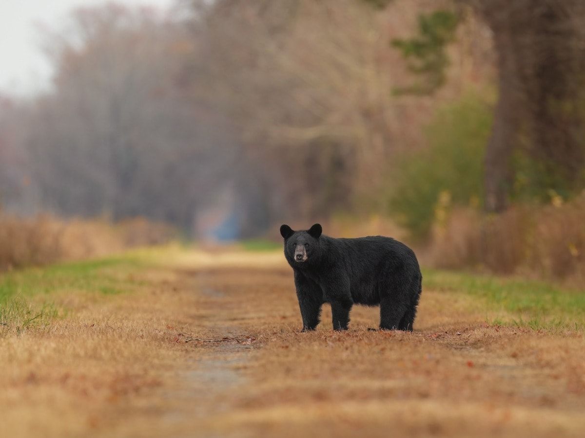 Black bear standing on a dirt road in a blurred wooded area