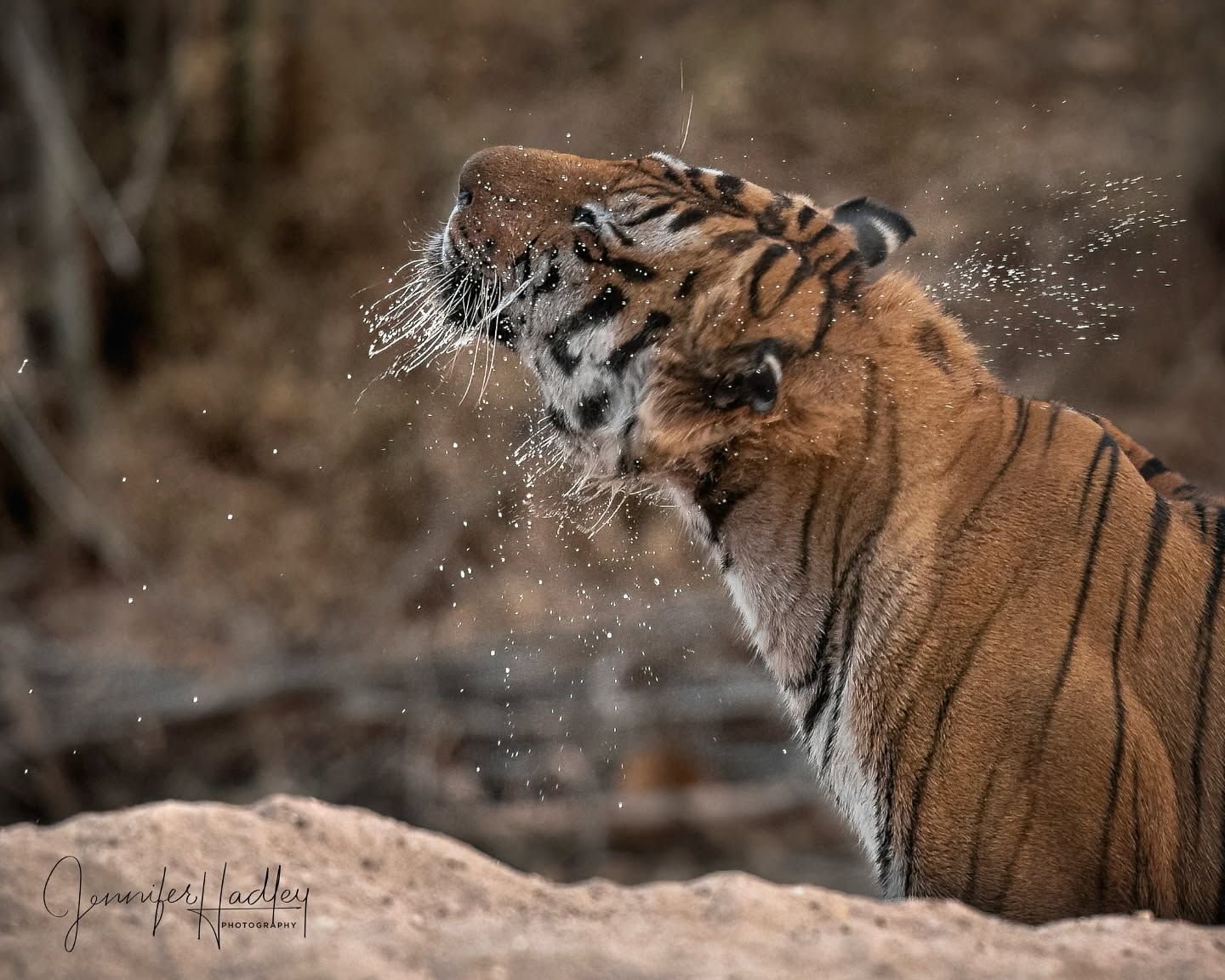 Tiger shaking off water in a snowy, blurred woodland scene