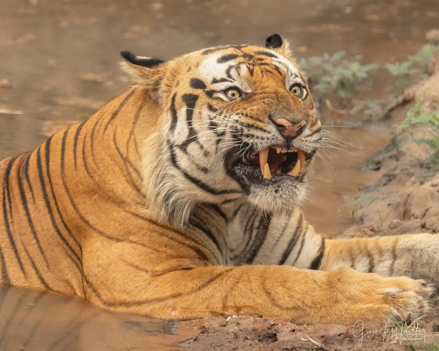 Tiger lying on dirt, mouth open and teeth bared, with blurred rocky background.