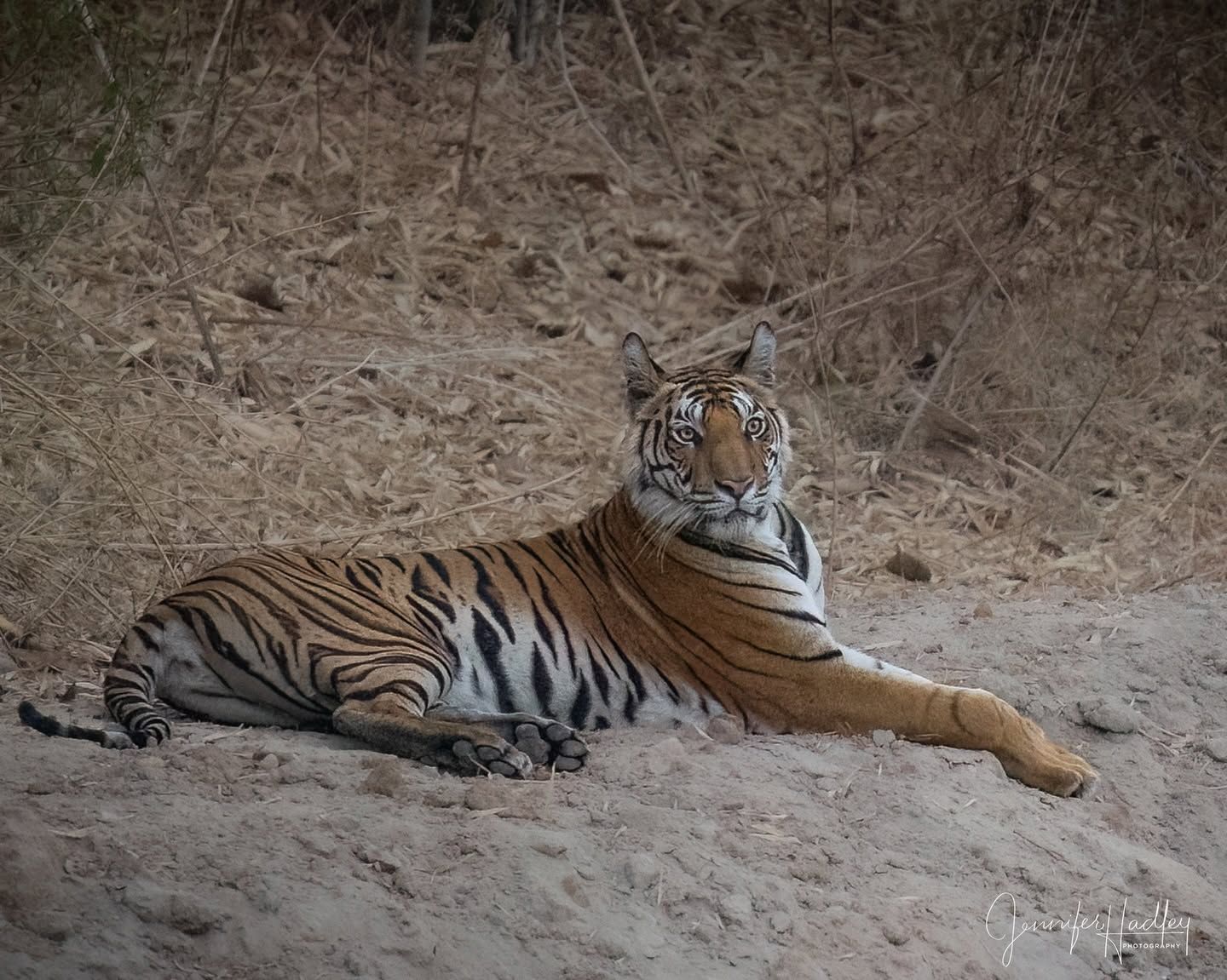 Tiger resting on sandy ground, lying with head raised in a dry forest setting.