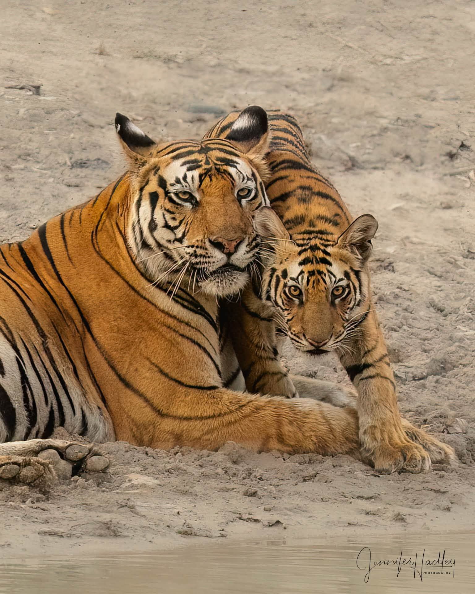Tiger and cub resting together on sandy ground, with the adult tiger’s paw around the cub.