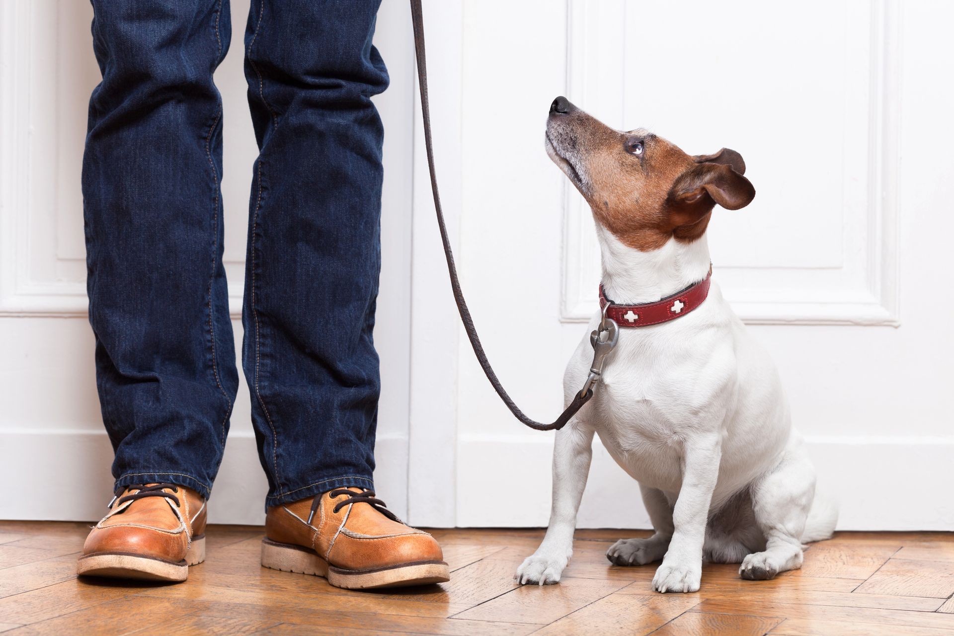Obedient Training in North Richland Hills, TX