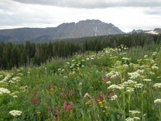 Meadow