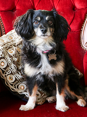 Regal pooch in situ