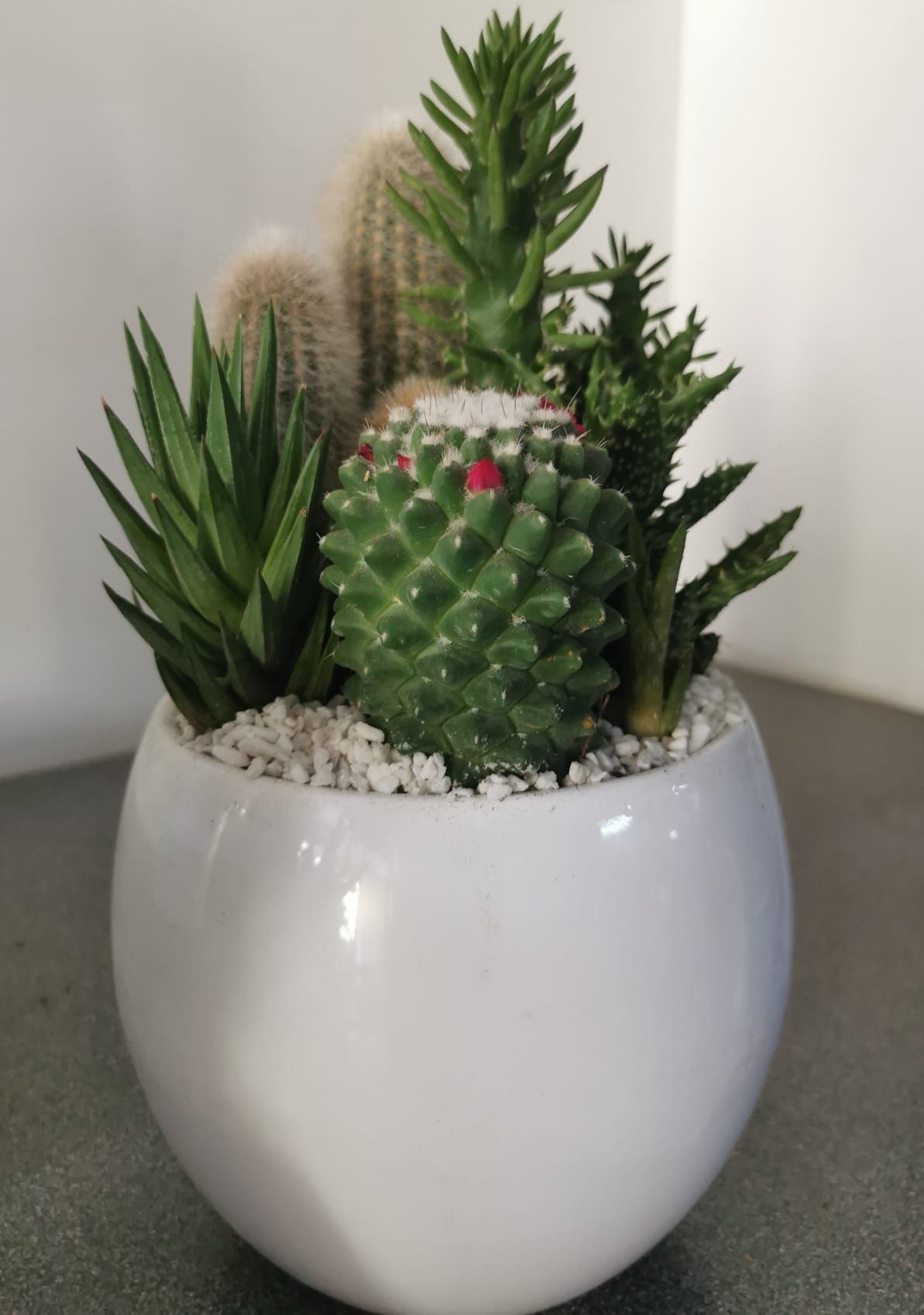 Fioraio D'Ambrogio, fiori e piante, idee regalo