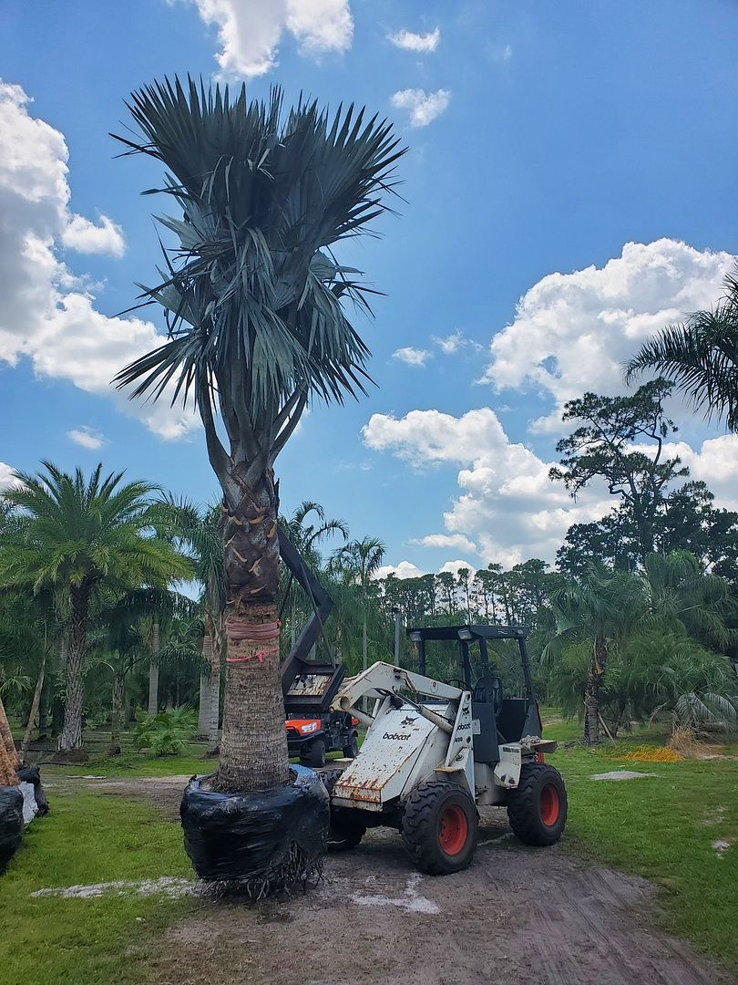 Fpalm Tree Rescue Tree Nursery | Southwest Florida | 239-543-4806