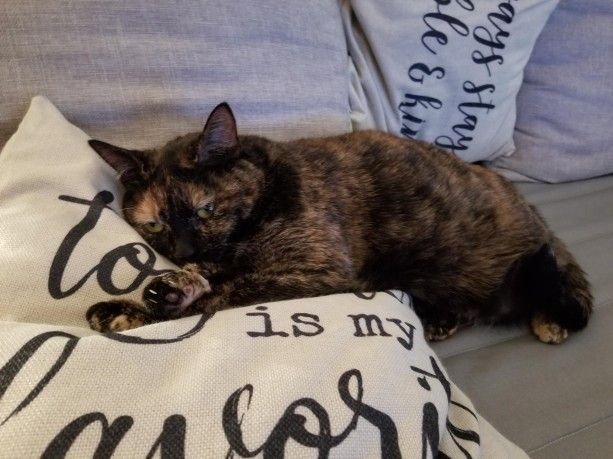 Tortoiseshell cat sleeping on a couch with decorative pillows.