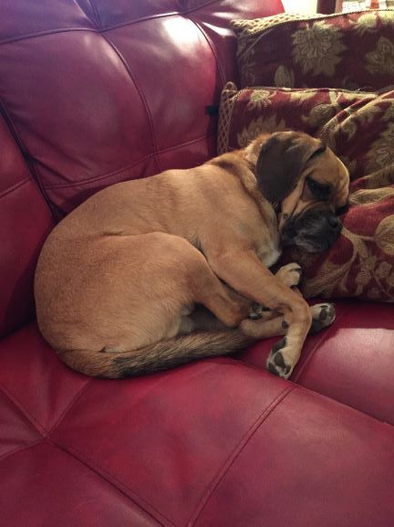 Small tan dog curled up asleep on a red leather couch with patterned pillows