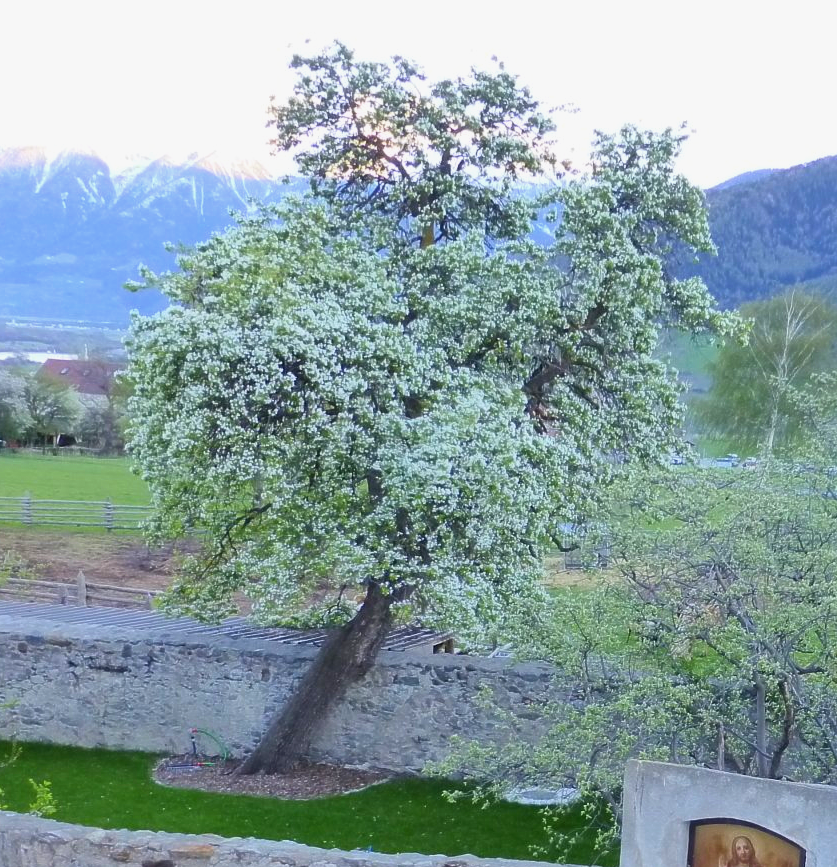 Greilhof Mals im Vinschgau Palabirnen