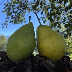 Pala Birne Mals im Vinschgau