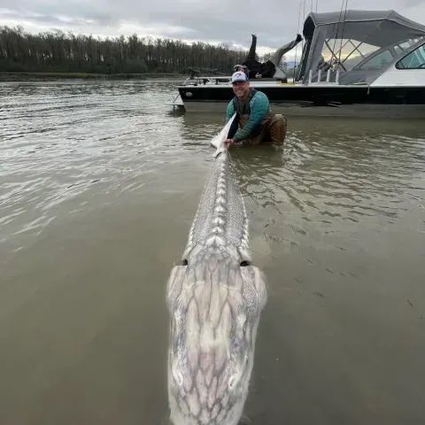Person holding a large sturgeon beside a boat in a river