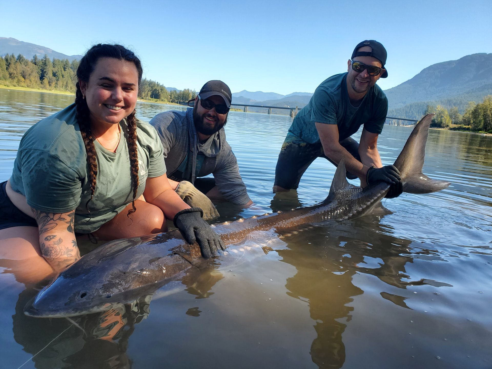 Three people kneel in shallow lake water, holding a large fish near a mountain shoreline.