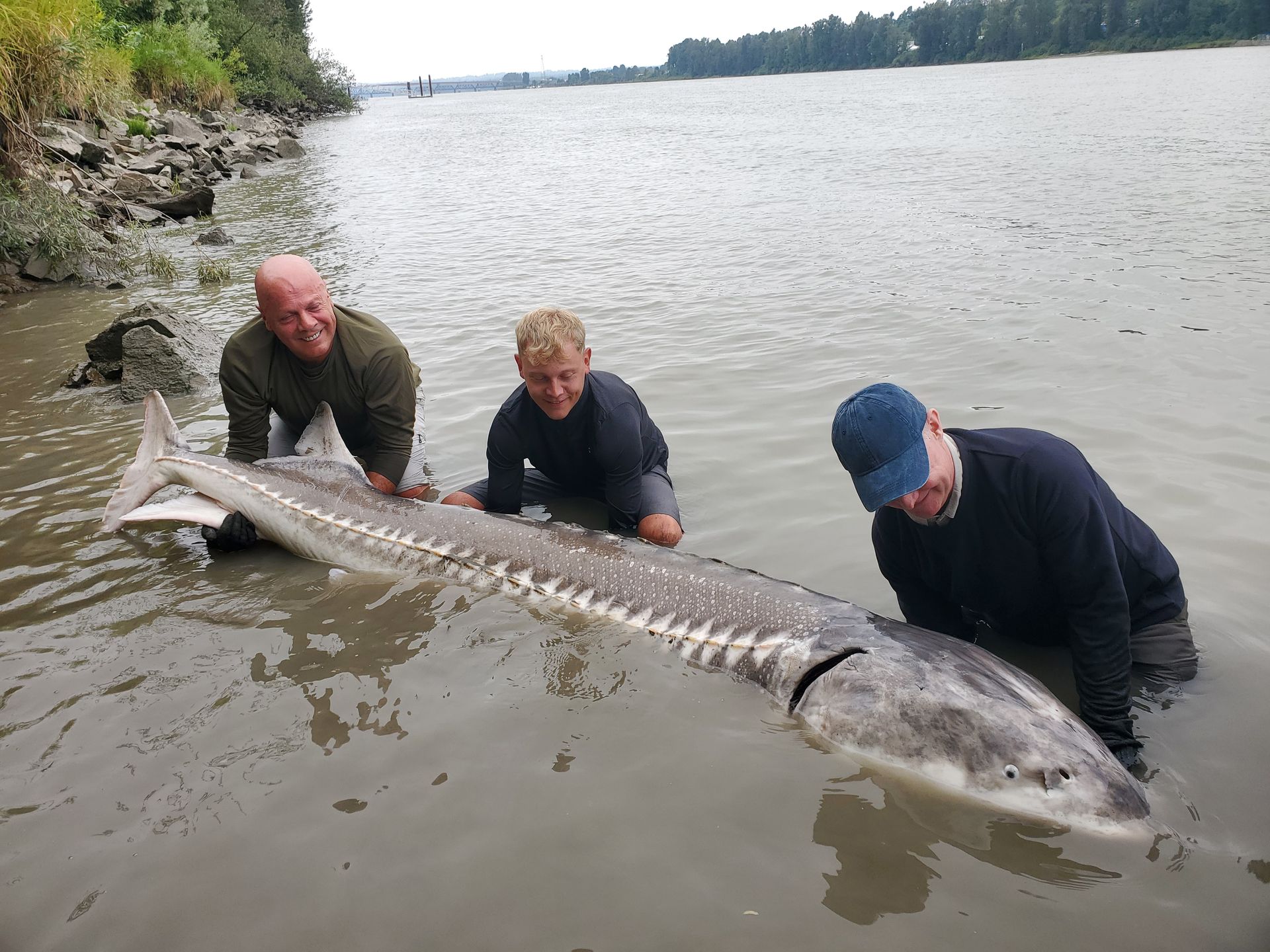 Three people kneel in shallow water holding a large sturgeon near a rocky shoreline.