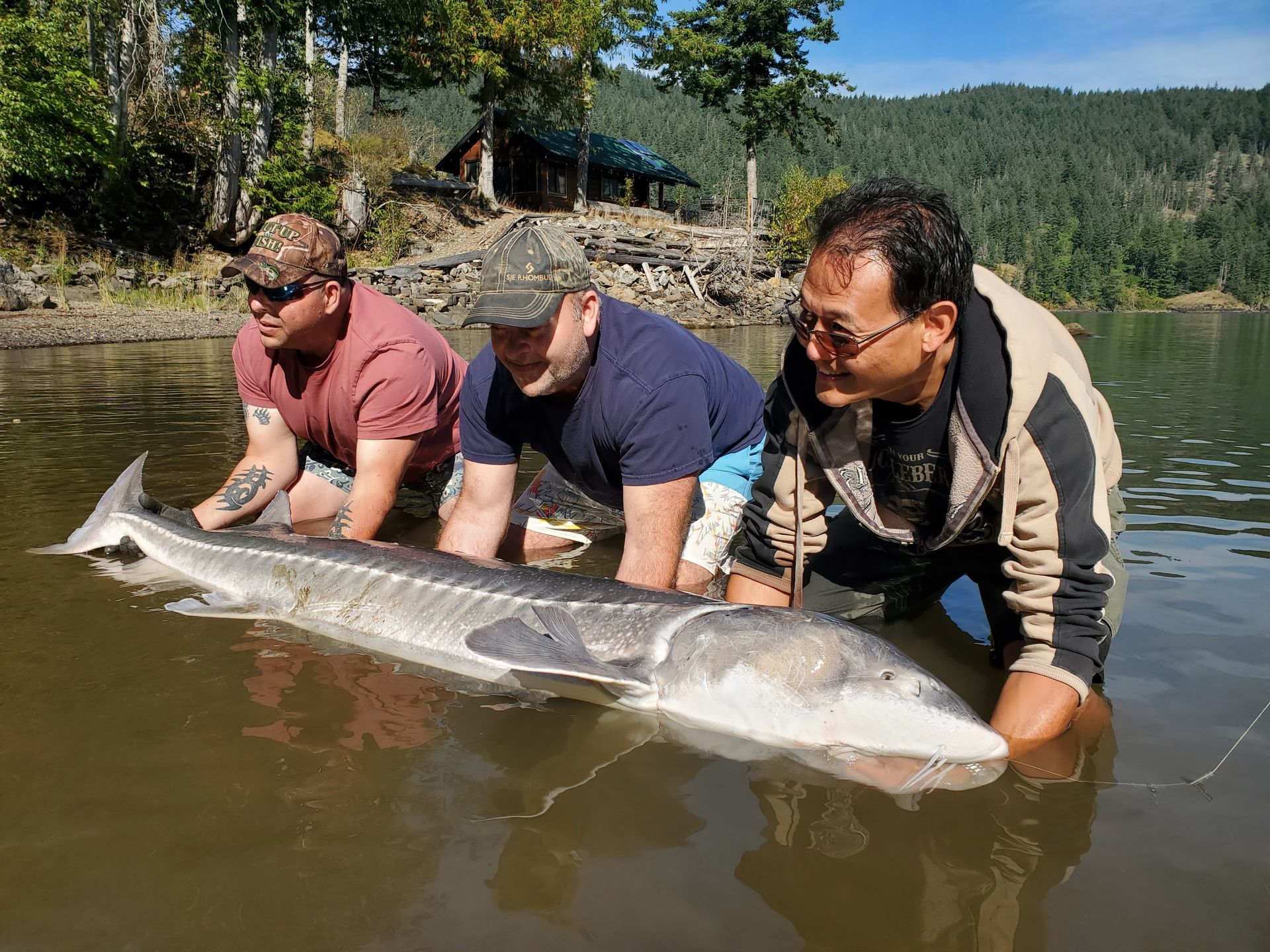 Three men holding a large fish in shallow river water with forested hills behind them