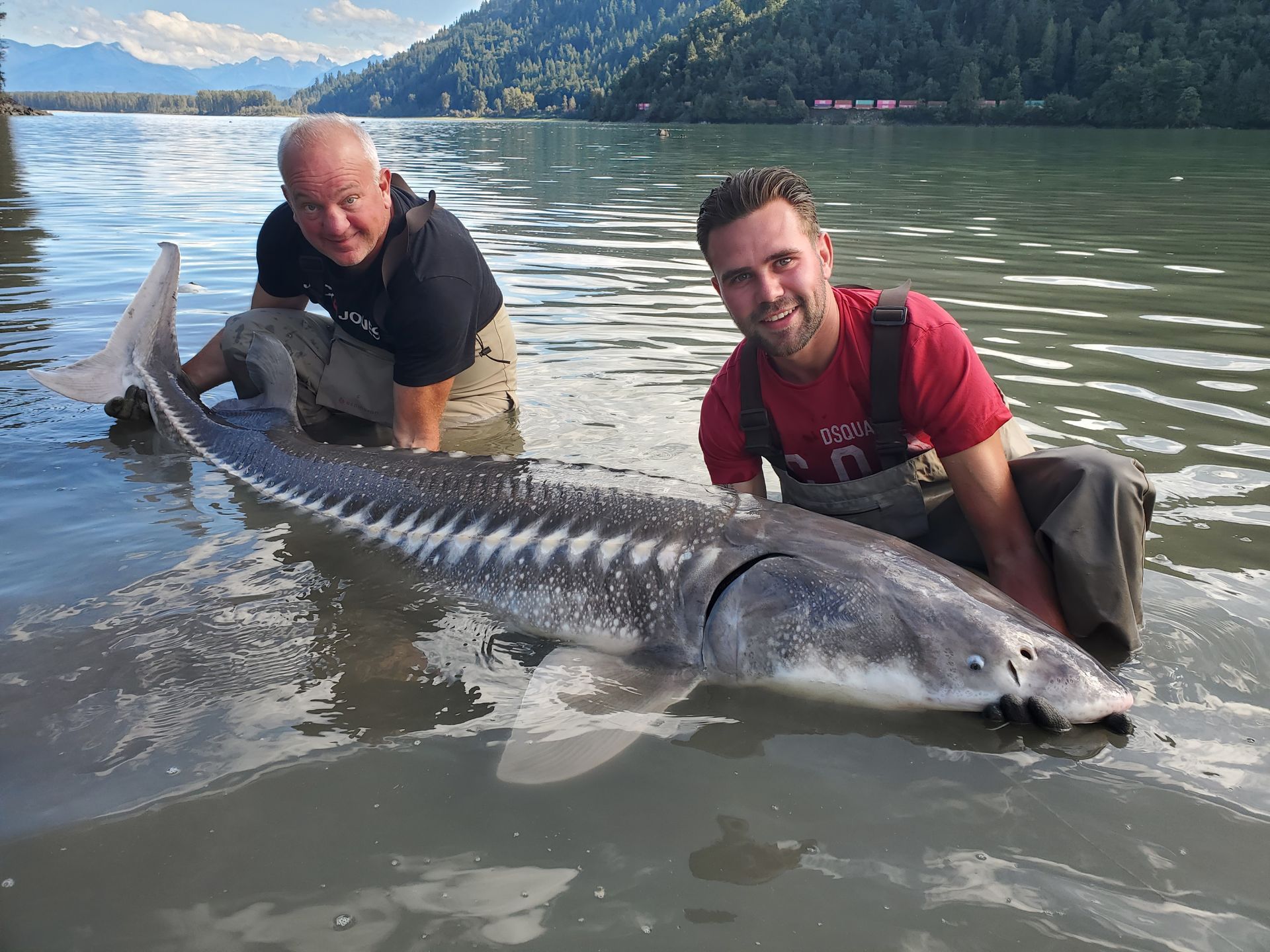 Two men in a lake holding a large sturgeon beside a small boat, with mountains in the background