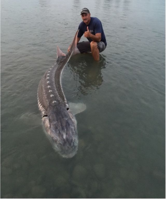 Man kneeling in shallow water beside a massive sturgeon, holding its tail