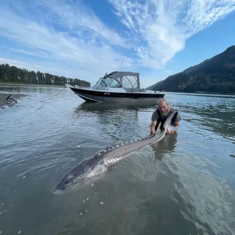 Person holding a large sturgeon in shallow lake water, with a boat and mountains in the background