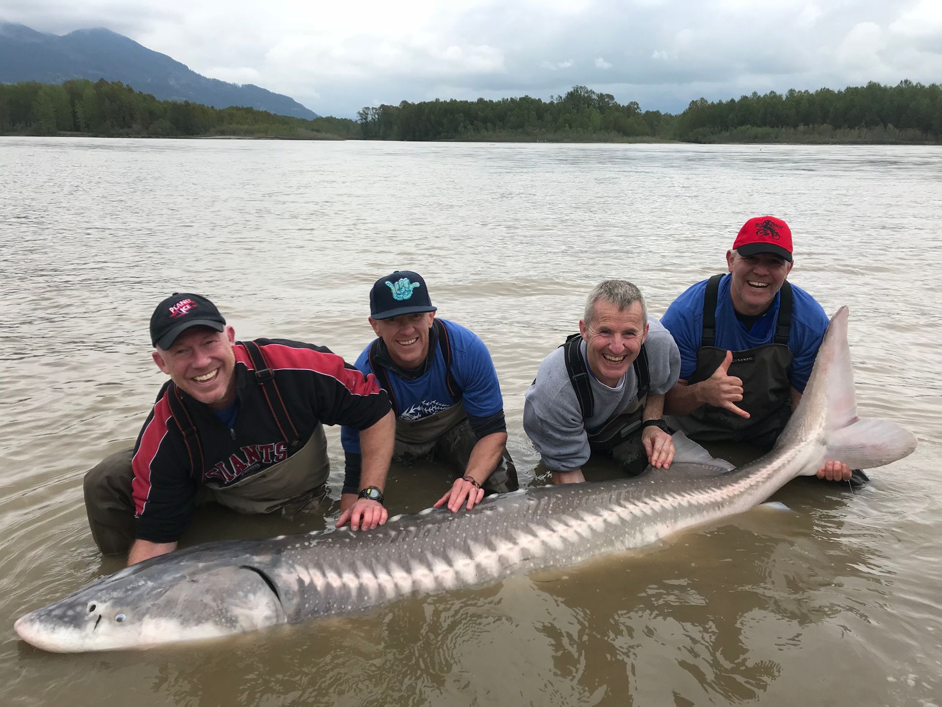 Four people posing with a large fish in shallow water near a forested shoreline
