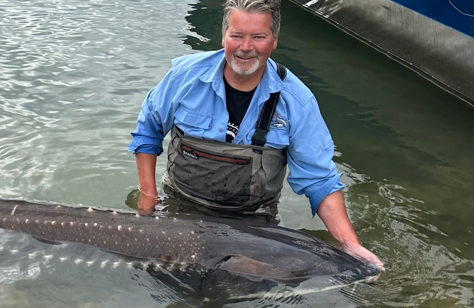 Man in blue shirt and waders holding a large sturgeon in shallow water beside a dock