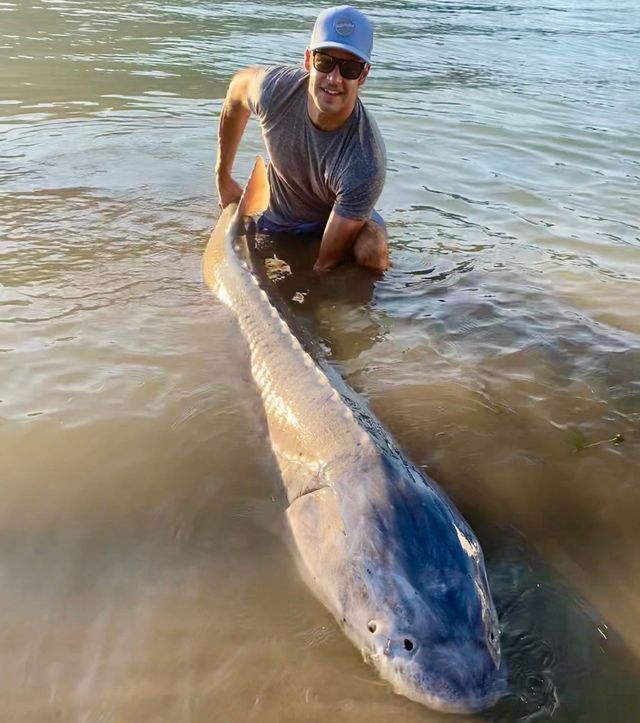 Person kneeling in shallow water beside a large fish being held by the tail