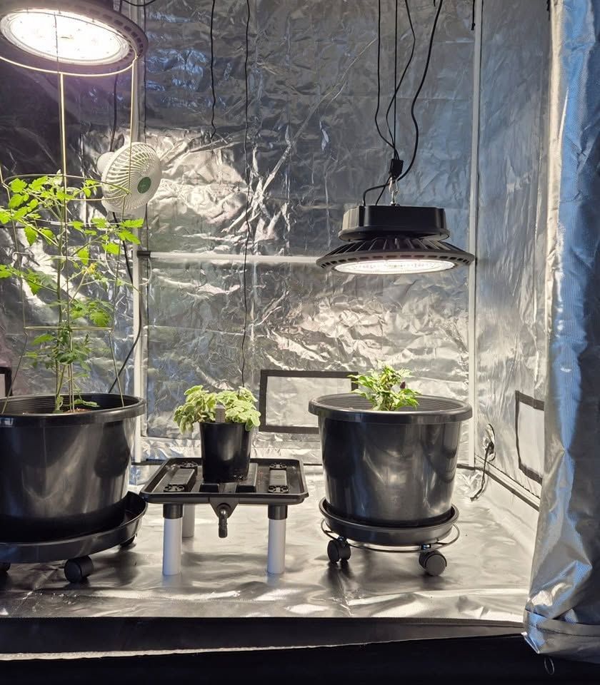 A Greenhouse Filled With Potted Plants and Lights — Wide Bay Hydroponics In Maryborough, QLD