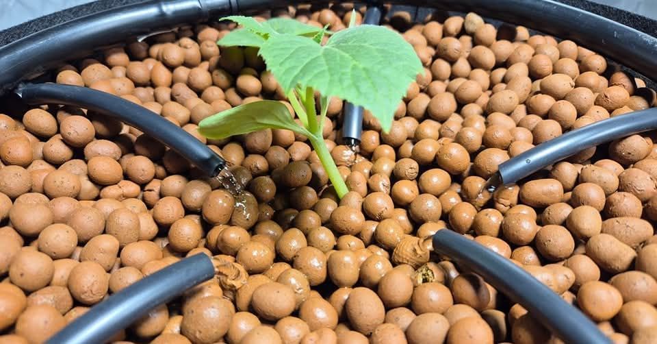 A Small Plant is Growing Out of a Pile of Brown Balls — Wide Bay Hydroponics In Hervey Bay, QLD