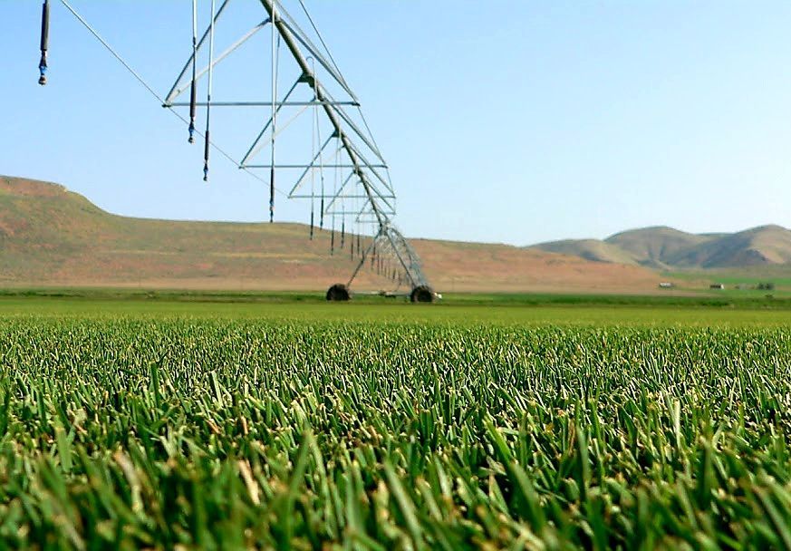 Center-pivot irrigation system watering a large field of green crops under a clear blue sky in a rural landscape
