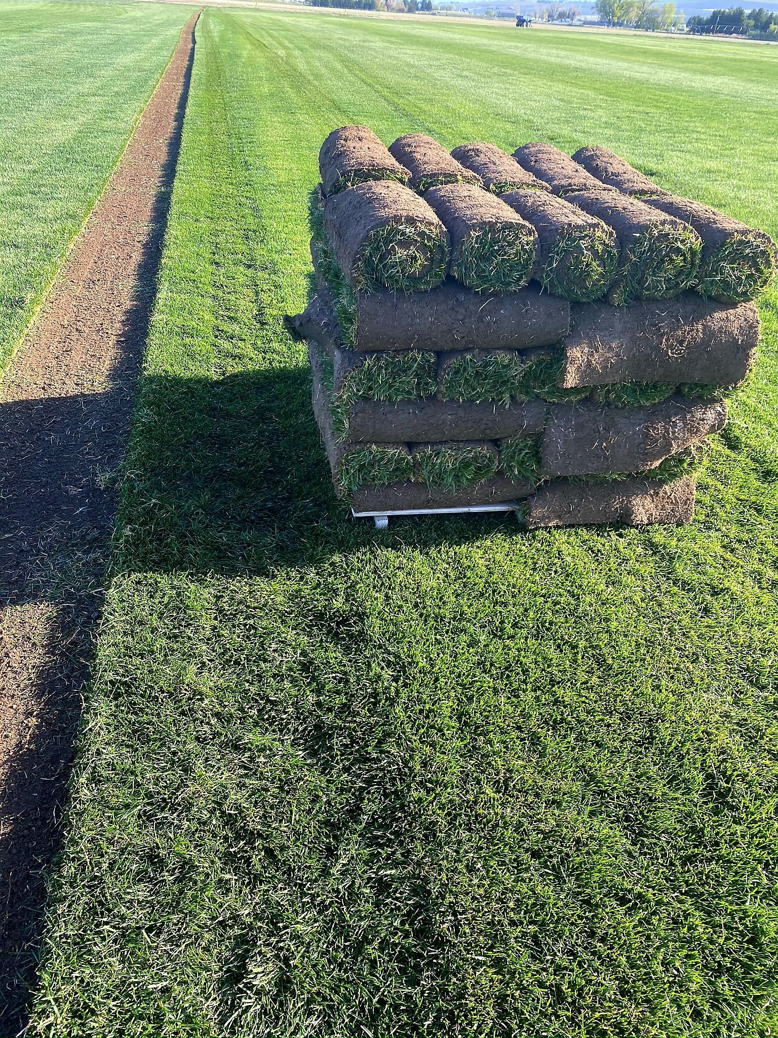 Rows of harvested sod pallets and large field of mature Bermudagrass ready for cutting and delivery