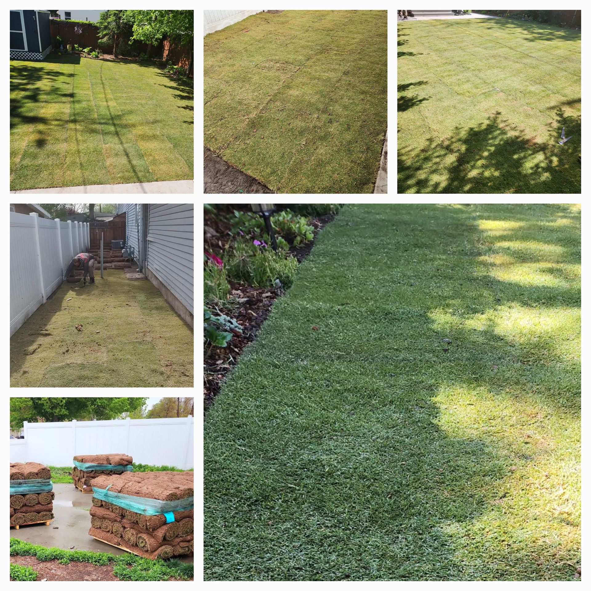 Tahoma 31 Hybrid Bermudagrass: Utah’s Top Drought‑Tolerant Turf