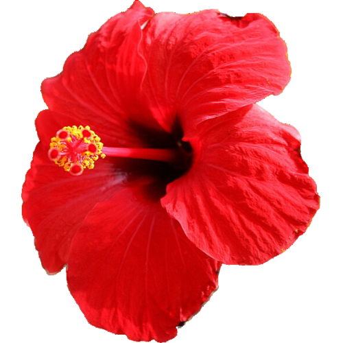 Un gros plan d'une fleur rouge avec un centre jaune